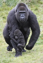 Western Gorilla, female with young (Gorilla gorilla gorilla)