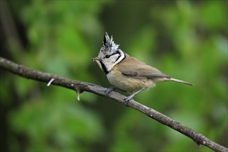 Crested Tit (Parus cristatus) with prey, Lower Saxony, Germany, side, Europe