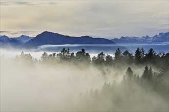 Forest shrouded in fog, the Rigi in the background, Horben viewpoint, Lindenberg, Freiamt, Canton