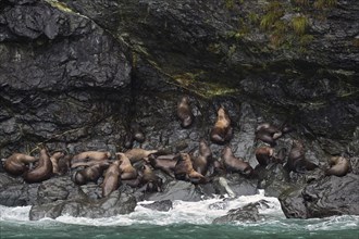 Steller sea lions (Eumetopias jubatus) lying on a rock where the waves from the Pacific Ocean