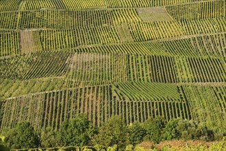 Vineyards on the Moselle, Rhineland-Palatinate