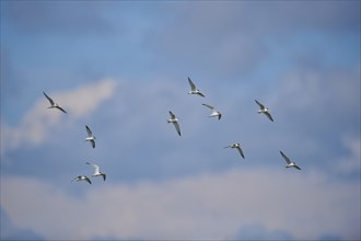 Little terns (Sternula albifrons) flying in the sky, Camargue, France, Europe