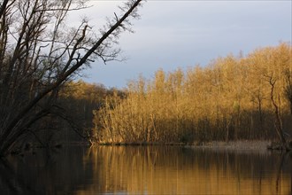 Alder forest in spring shortly after sunrise, Müritz National Park, Mecklenburg-Western Pomerania,