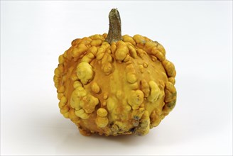 Pumpkin (Cucurbita) 'Frederic