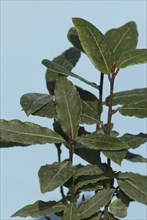 Laurel (Laurus nobilis), laurel family, Lauraceae