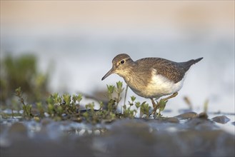 Common sandpiper foraging in shallow water