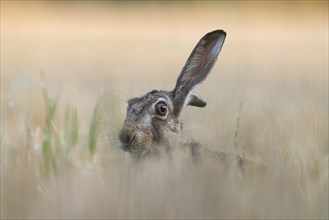 European hare in a stubble field