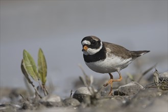 Ringed plover foraging for food