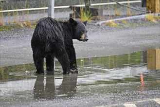 American black bear (Ursus americanus) standing in a puddle of water in a car park, Prince William