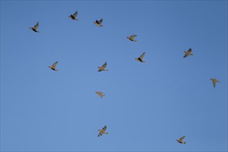 Waxwing (Bombycilla garrulus) twelve adult birds flying in a flock, Suffolk, England, United