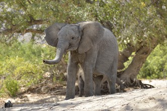 African elephant (Loxodonta africana), young desert elephant standing in the dry riverbed of the