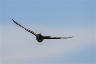 Brent Goose (Branta bernicla), bird in flight over Marshes at winter time