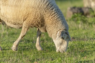 Sheep eating grass in a pasture in late summer. France