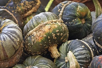 Green colored Turban squash with warts on skin on pile