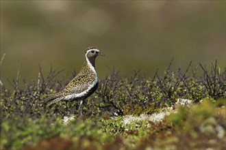 European golden plover (Pluvialis apricaria) in tundra vegetation, Northern Norway, Norway, Europe