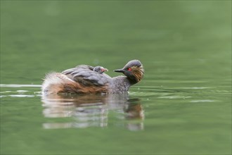 Black-necked Grebe (Podiceps nigricollis) feeds young bird in plumage on the back, swims in water,