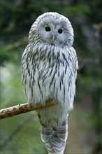 Ural owl (Strix uralensis) sitting on a branch, captive, Bavaria, Germany, Europe