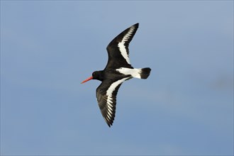 Eurasian oystercatcher (Haematopus ostralegus), Texel, free-standing, Netherlands