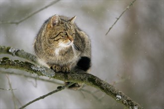 Common Wild Cat (Felis silvestris) in winter, European wild cat in winter, European wild cat