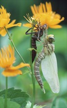 Emerging larva of Emperor Dragonfly, Lower Saxony, Deutschland (Aeshna cyanea)