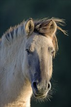 Dülmen wild horse, Merfelder Bruch, Dülmen, North Rhine-Westphalia, Germany, Europe