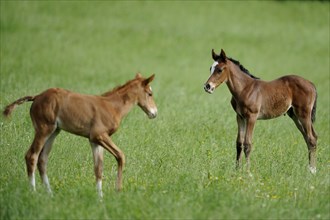 English thoroughbred, foal