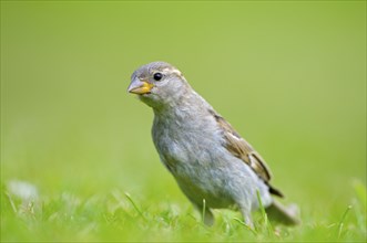 House sparrow, young bird, Island of Texel, North Holland, Netherlands