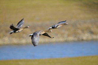 White-fronted Geese, Lower Rhine, North Rhine-Westphalia, Germany, Europe