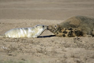 Grey Seal (Halichoerus grypus) with young, England