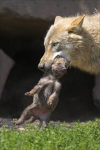 Wolf with cub (Canis lupus)