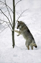 Grey Wolf (Canis lupus)