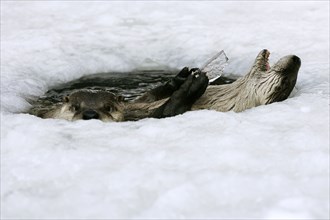 Canadian Otter at icehole, Canadian European otter (Lutra lutra) in icehole