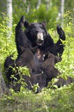 Black Bear, female nursing cubs (Ursus americanus), cub