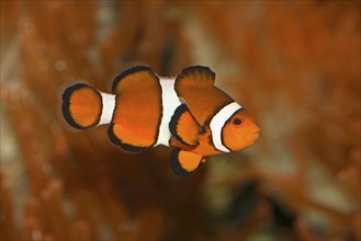 Eastern Clownfish, True Clownfish, Harlequinfish, Mourning Band Anemonefish (Amphiprion percula)