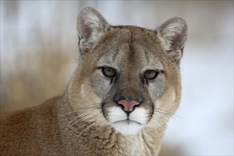 Cougar (Felis concolor), silver lion