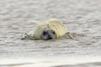 Grey Seal (Halichoerus grypus), young, England