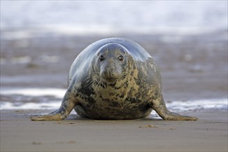 Grey Seal (Halichoerus grypus), female, England