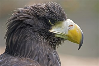 Steller's sea eagle (Haliaeetus pelagicus), lateral, profile