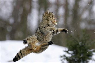 European Wild Cat (Felis silvestris)