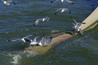 Crab fishermen, net with herring gulls (Larus argentatus) and herring gulls (Larus fuscus), Texel