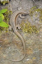 Common wall lizard (Podarcis muralis), sunbathing, North Rhine-Westphalia (Lacerta muralis), wall