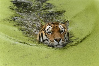 Siberian Tiger (Pantera tigris altaica)