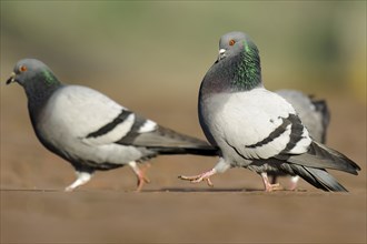 City pigeons, feral domestic pigeon