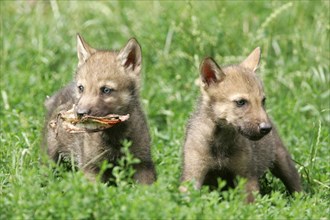 Gray wolves (Canis lupus) cubs with food