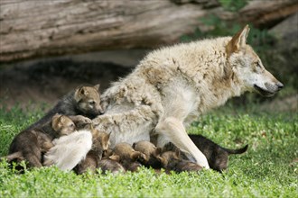 Wolves, female, nursing cubs (Canis lupus), cub