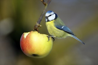 Blue Tit (Parus caeruleus) on apple, Lower Saxony, Germany, Europe