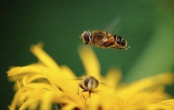 Common hover-fly, Lower Saxony, Germany (Syrphus ribesii)