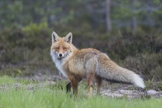 Red fox (Vulpes vulpes), direct view, Lapland, Sweden, Europe