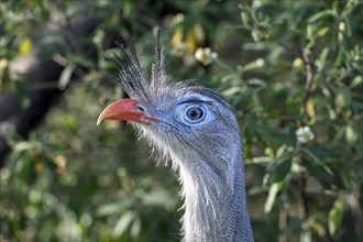 Red-legged seriema (Cariama cristata) at the breeding station of the Conservation Land Trust at the