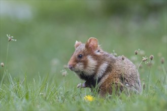 European hamster (Cricetus cricetus), sits in meadow, Neusiedeler See National Park, Burgenland,